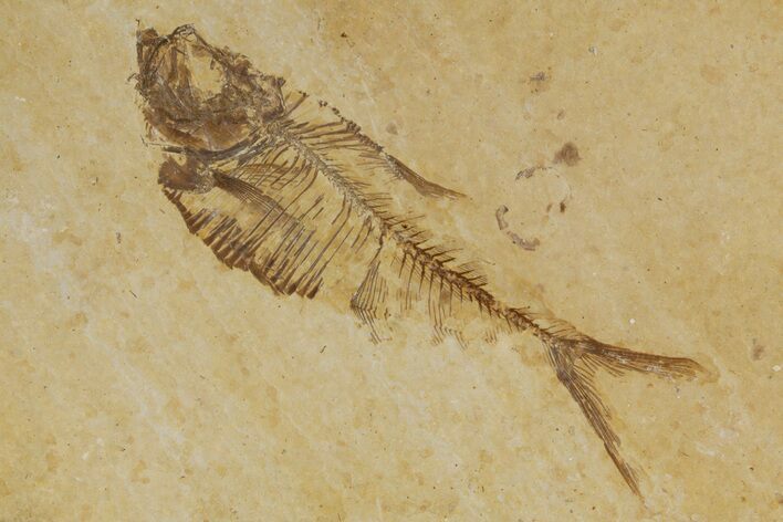 Detailed Fossil Fish (Diplomystus) - Wyoming #318626